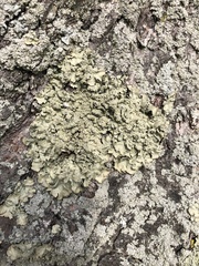 Flavopunctelia flaventior