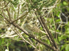 Elaenia