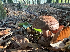 Amanita rubescens