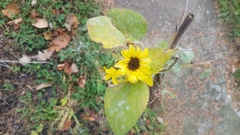 Helianthus annuus