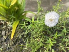 Portulaca