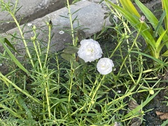 Portulaca