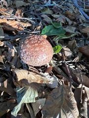 Amanita rubescens