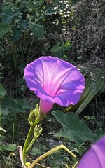 Ipomoea