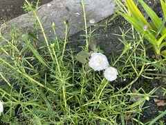 Portulaca