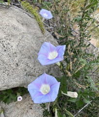 Ipomoea lindheimeri