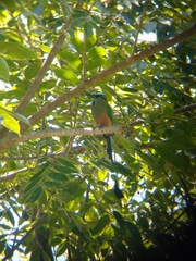 Eumomota superciliosa