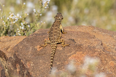 Karusasaurus polyzonus