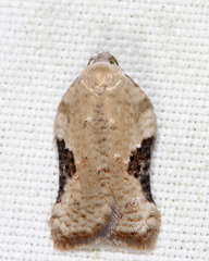 Acleris subnivana