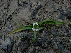 Zephyra compacta