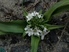Zephyra compacta
