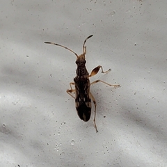 Neopamera albocincta