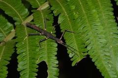 Ceroys perfoliatus