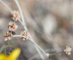 Eriogonum elongatum
