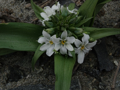 Zephyra compacta