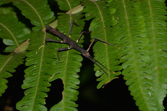 Ceroys perfoliatus