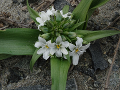 Zephyra compacta