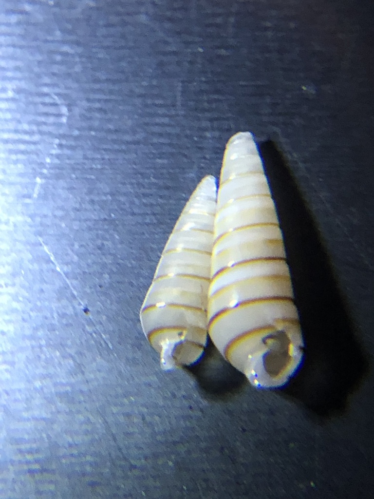 Syrnola fasciata