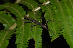 Ceroys perfoliatus