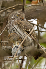 Glaucidium passerinum