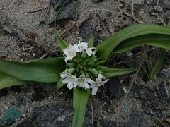Zephyra compacta