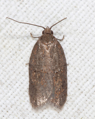Acleris