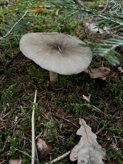 Megacollybia