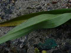 Zephyra compacta