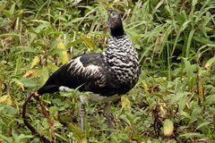 Anhima cornuta