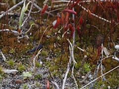 Ptychostomum torquescens