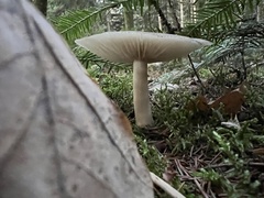 Megacollybia