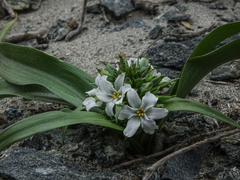 Zephyra compacta