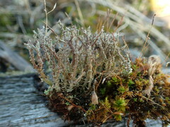 Cladonia scabriuscula