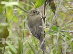 Sporophila