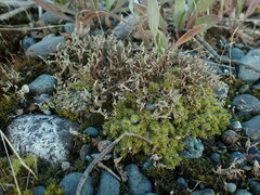 Cladonia scabriuscula