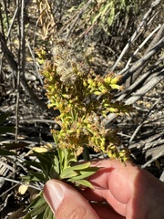 Solidago