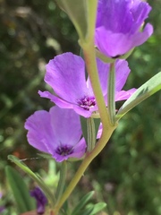 Clarkia tenella