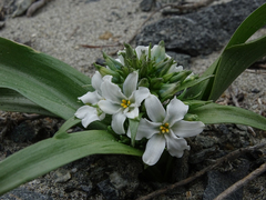 Zephyra compacta