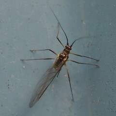 Macrosiphini