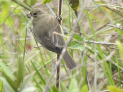 Sporophila