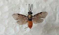 Sterictiphora angelicae