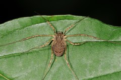 Oligolophus tridens
