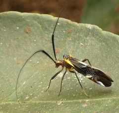 Thyrsophorinae