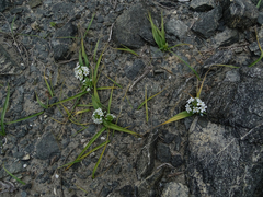 Zephyra compacta