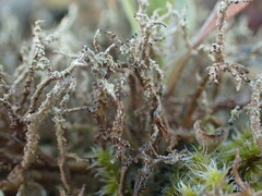 Cladonia scabriuscula
