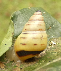 Drymaeus rufolineatus
