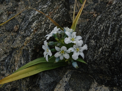 Zephyra compacta