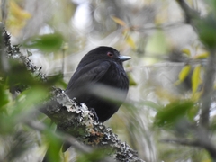 Knipolegus cyanirostris