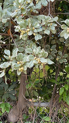 Pittosporum tobira