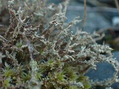 Cladonia scabriuscula